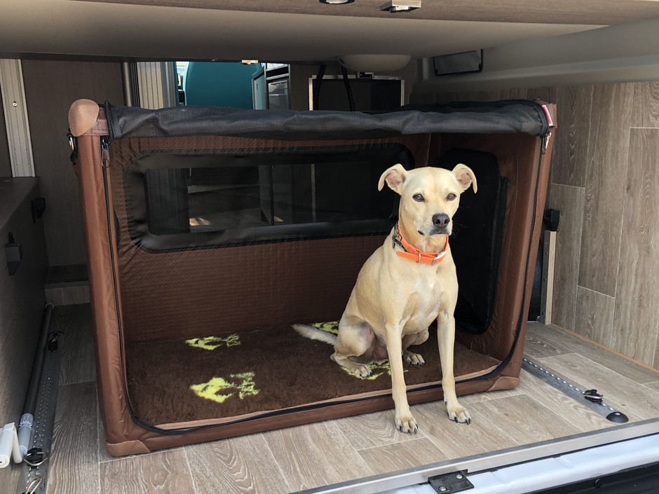 Ein Hund sitzt in der aufbkasbaren Tami Dogbox im Wohnmobil