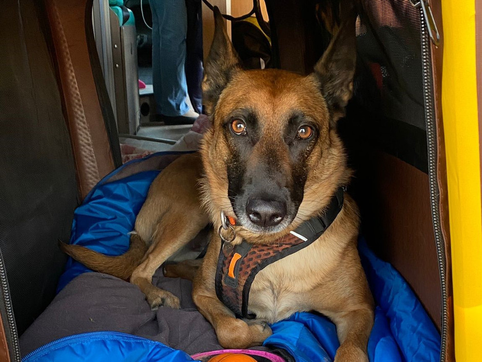 Hund reist in der Tami Hundebox im Wohnmobil