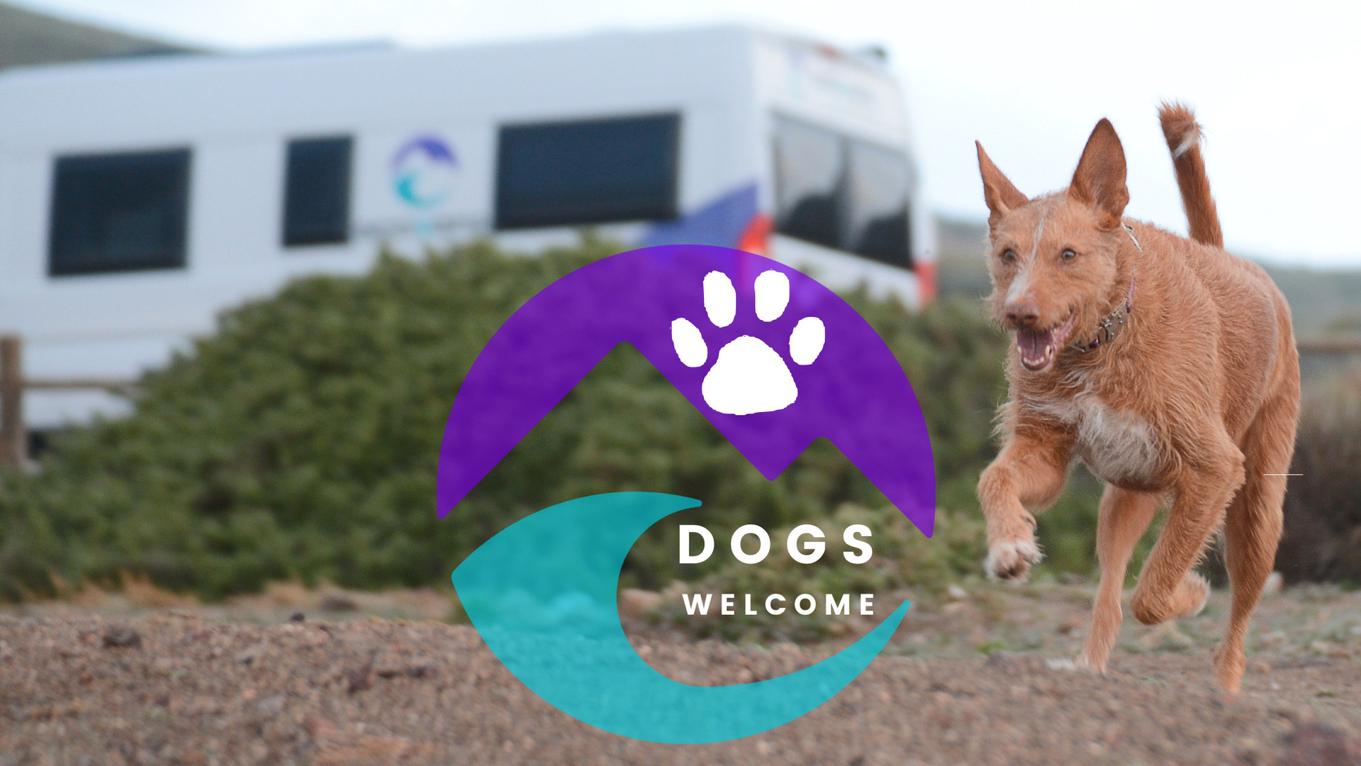 Campervan Rental dogs welcome