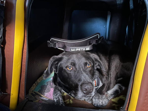 Der Hund Neo in seiner Dogbox