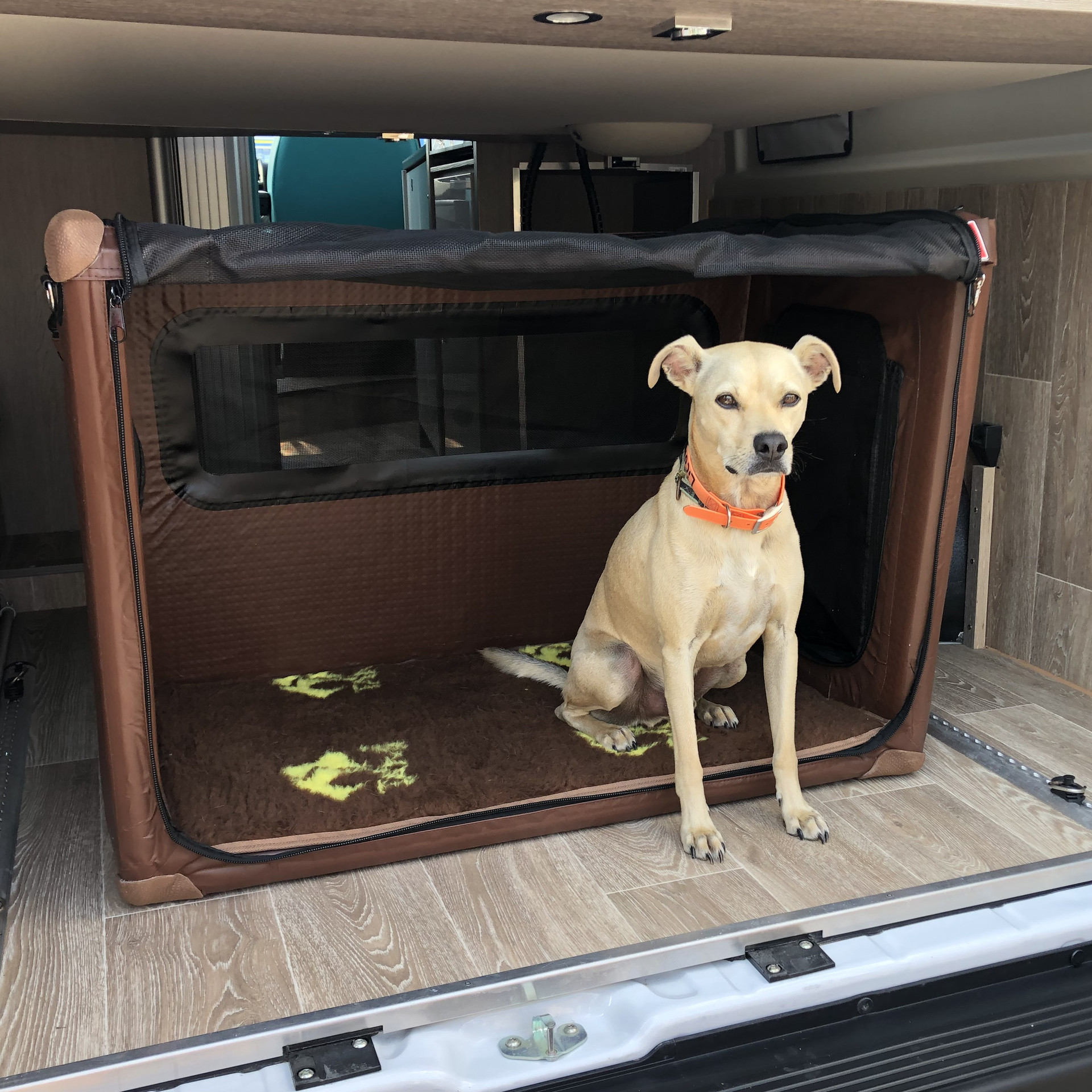 Hund im Wohnmobil in der Tami Dog Box