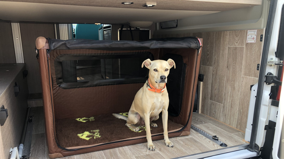 dog sitting in a van in the Tami Dogbox