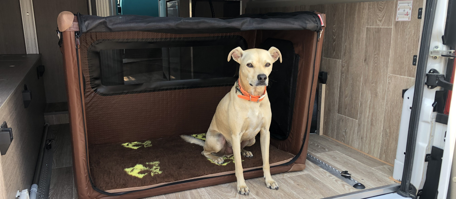 Hund im Wohnmobil in der Tami Dog Box